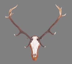 Antlers/Horns: Scottish Red Deer Antlers (Cervus elaphus), dated 2009, Drimnin Estate, Scotland, a