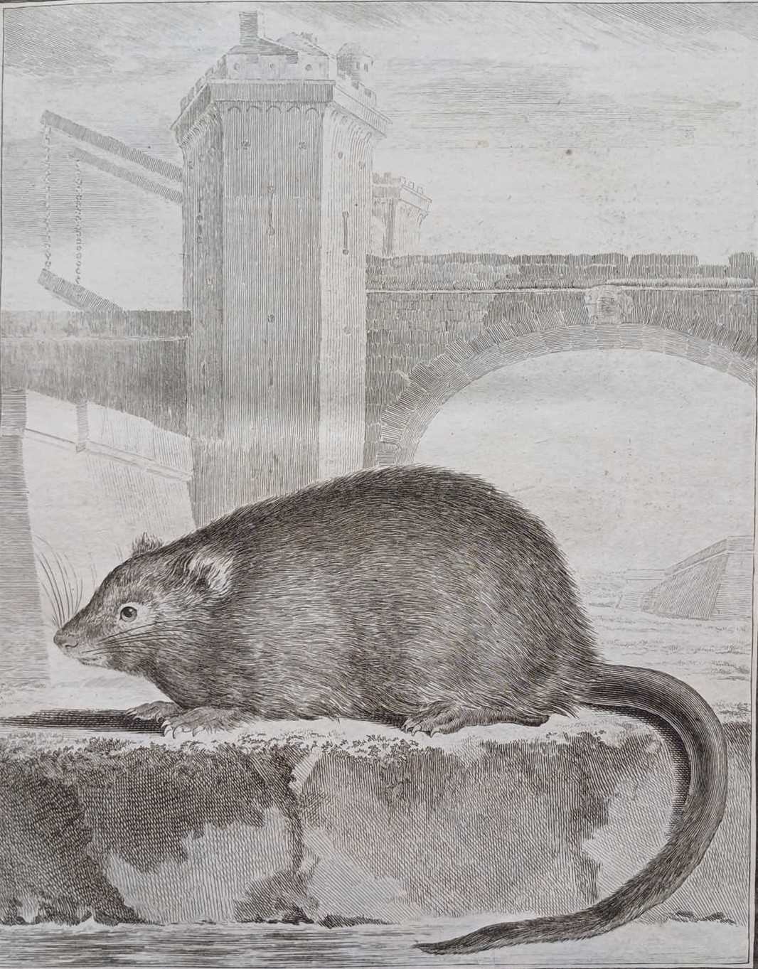 Buffon (Georges-Louis Leclerc, Comte de) Histoire Naturelle, Générale et Particuliére, Avec La - Bild 2 aus 4