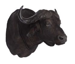 Taxidermy: Cape Buffalo (Syncerus caffer), modern, South Africa, by First Class Trophy Taxidermy,