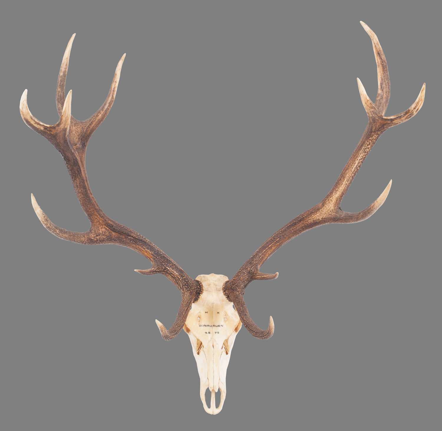 Antlers/Horns: Austrian Red Deer Antlers (Cervus elaphus hippalaphus), dated 1975, Donauauen,