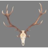 Antlers/Horns: Austrian Red Deer Antlers (Cervus elaphus hippalaphus), dated 1975, Donauauen,