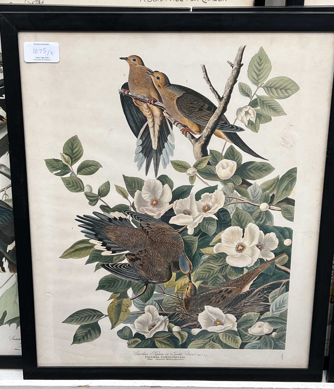 A Set of Nine John James Audubon's "Birds of North America" Decorative Ornithological Prints After - Image 10 of 13