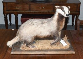 Taxidermy: European Badger (meles meles), late 20th Century, by Colin Moore, Taxidermy, Catterick,