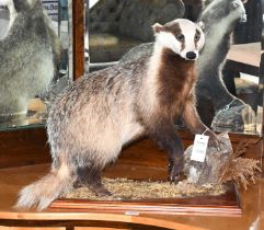 Taxidermy: European Badger (meles meles), late 20th Century, by Colin Moore, Taxidermy, Catterick,