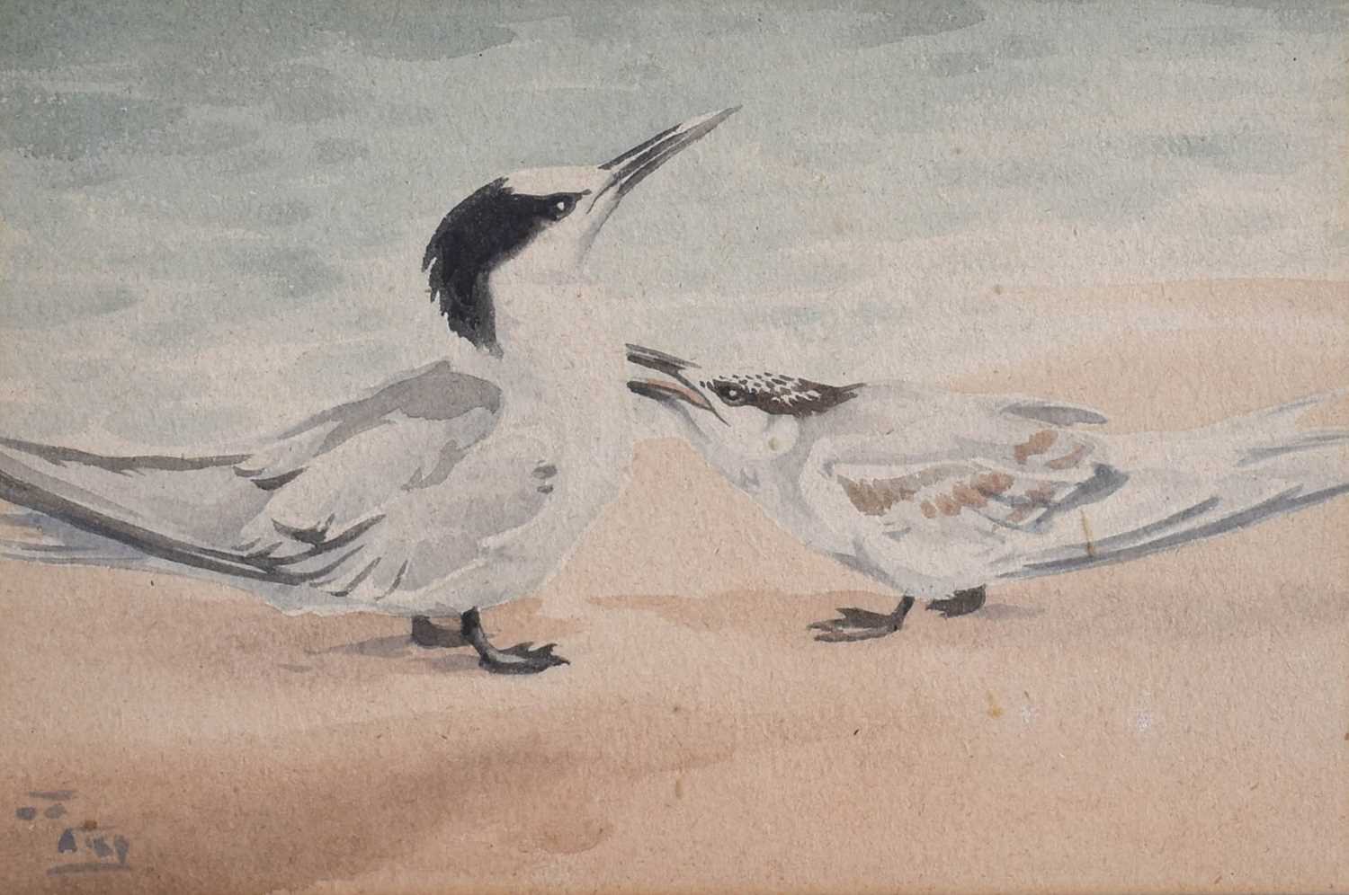 Richard Barrett Talbot Kelly RI (1896-1971) Sandwich Terns Monogrammed, watercolour, 19cm by 28cm