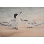 Richard Barrett Talbot Kelly RI (1896-1971) Sandwich Terns Monogrammed, watercolour, 19cm by 28cm