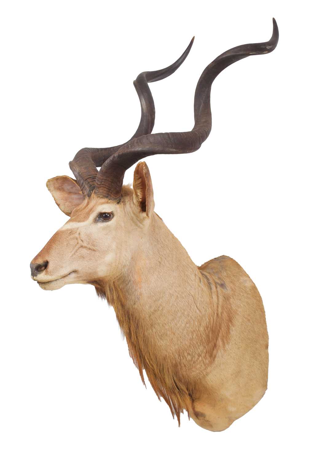 Taxidermy: Cape Greater Kudu (Strepsiceros strepsiceros), circa late 20th century, South Africa, a