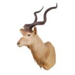 Taxidermy: Cape Greater Kudu (Strepsiceros strepsiceros), circa late 20th century, South Africa, a