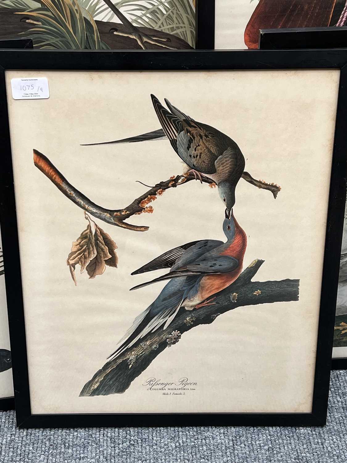 A Set of Nine John James Audubon's "Birds of North America" Decorative Ornithological Prints After - Image 2 of 13