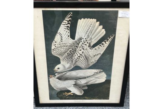 A Set of Nine John James Audubon's "Birds of North America" Decorative Ornithological Prints After - Image 6 of 13