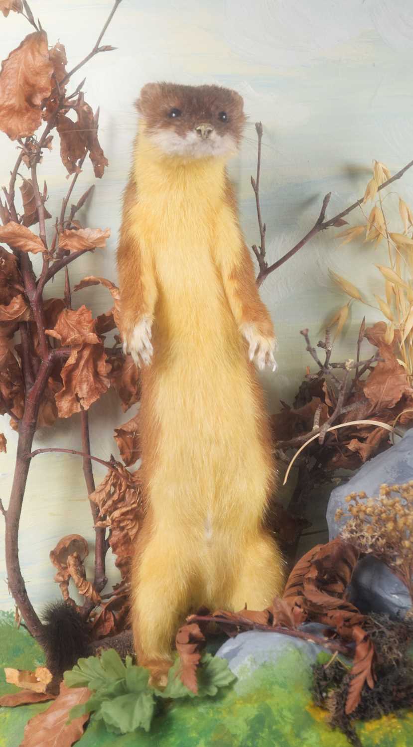 Taxidermy: A Cased European Stoat (Mustela erminea), late 20th century, a full mount adult in - Image 2 of 2