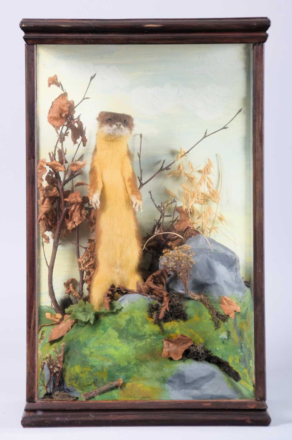 Taxidermy: A Cased European Stoat (Mustela erminea), late 20th century, a full mount adult in