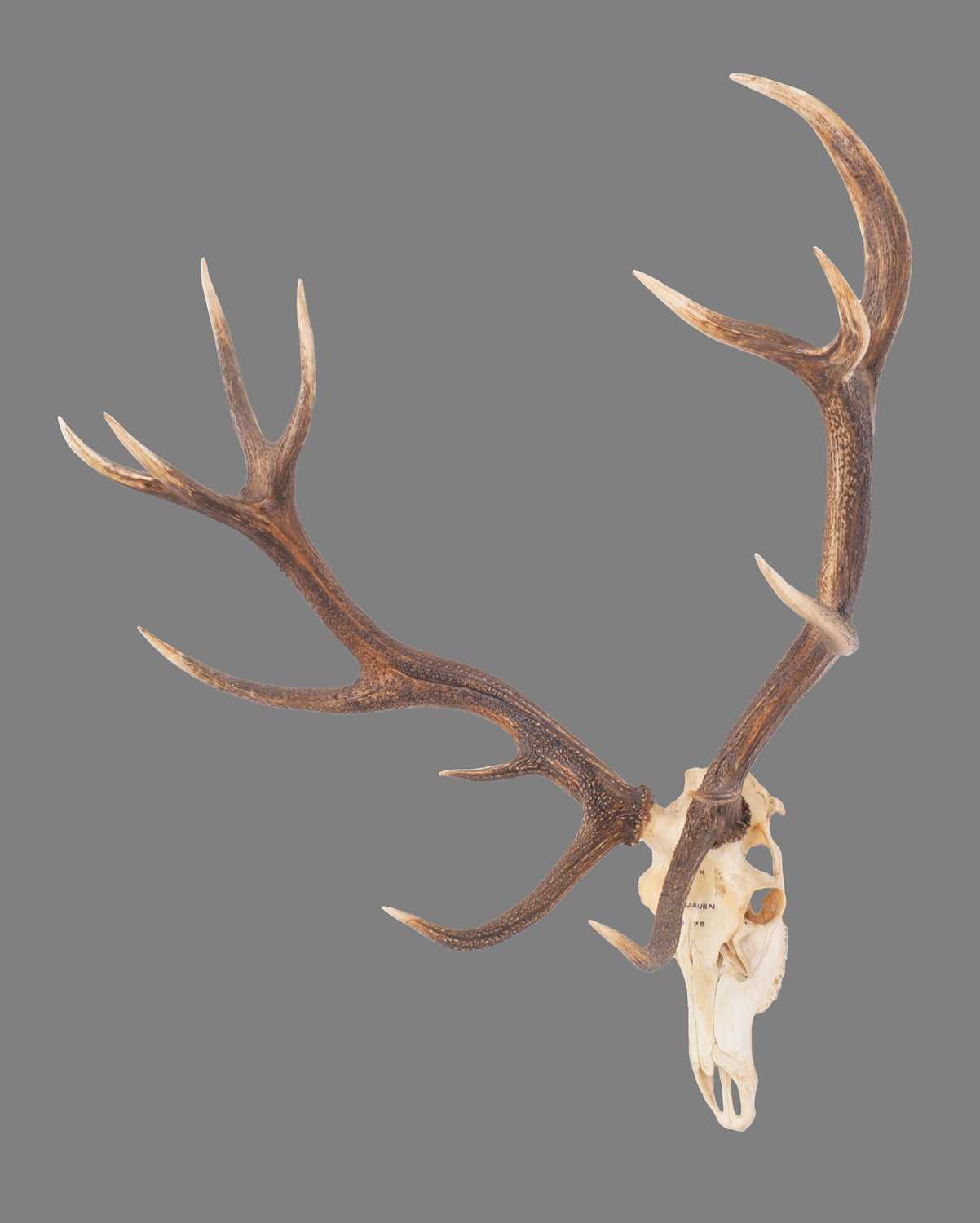 Antlers/Horns: Austrian Red Deer Antlers (Cervus elaphus hippalaphus), dated 1975, Donauauen, - Image 3 of 3