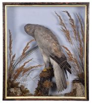 Taxidermy: A Late Victorian Cased Hen Harrier (Circus cyaneus), circa 1880-1900, a full mount