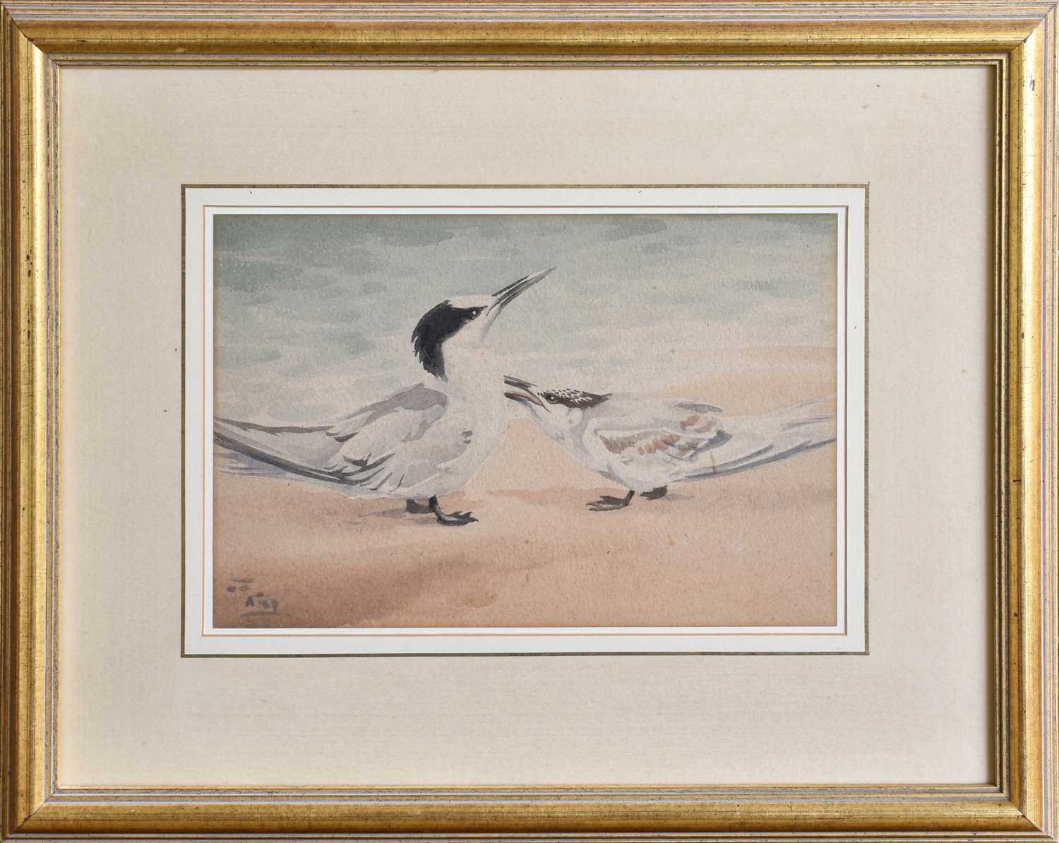 Richard Barrett Talbot Kelly RI (1896-1971) Sandwich Terns Monogrammed, watercolour, 19cm by 28cm - Image 2 of 2