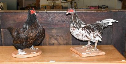 Taxidermy: A Barnevelder Hen & Indian Game Hen, modern, both full mount adults, each mounted upon