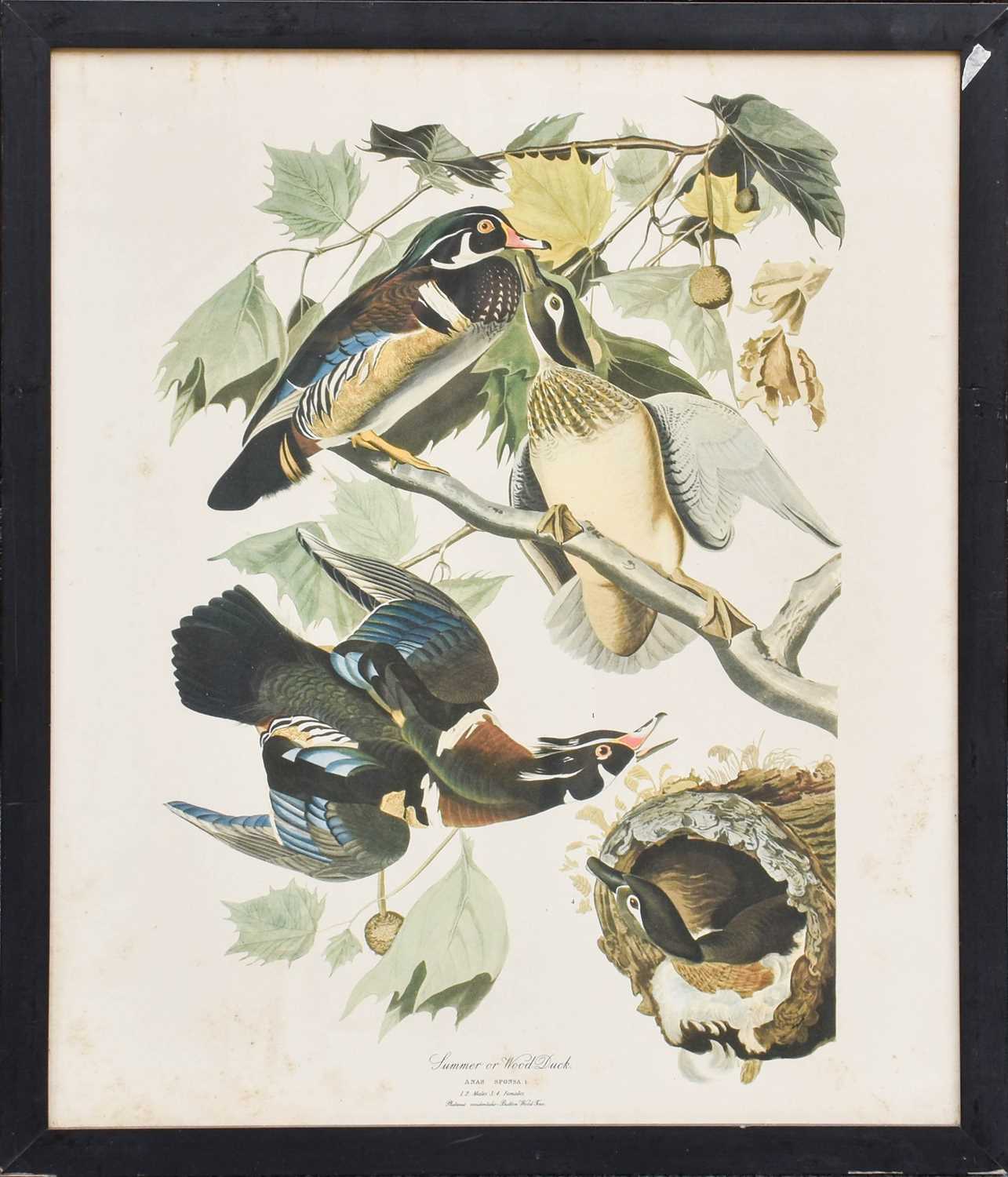 A Set of Nine John James Audubon's "Birds of North America" Decorative Ornithological Prints After - Image 3 of 13