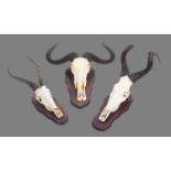 Antlers/Horns: A Group of African Game Trophies, by Bull's Eye Taxidermy, South Africa, Cape Red