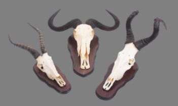 Antlers/Horns: A Group of African Game Trophies, by Bull's Eye Taxidermy, South Africa, Cape Red