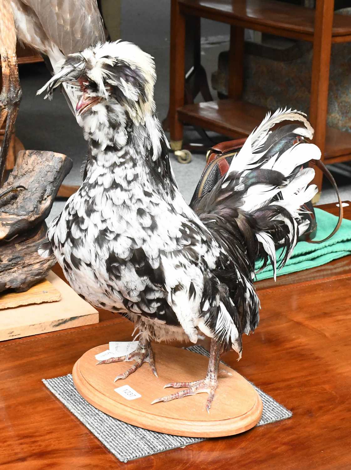 Taxidermy: An Unusual Houdan Bantam Chicken (Gallus gallus domesticus), modern, a full mount adult