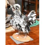 Taxidermy: An Unusual Houdan Bantam Chicken (Gallus gallus domesticus), modern, a full mount adult