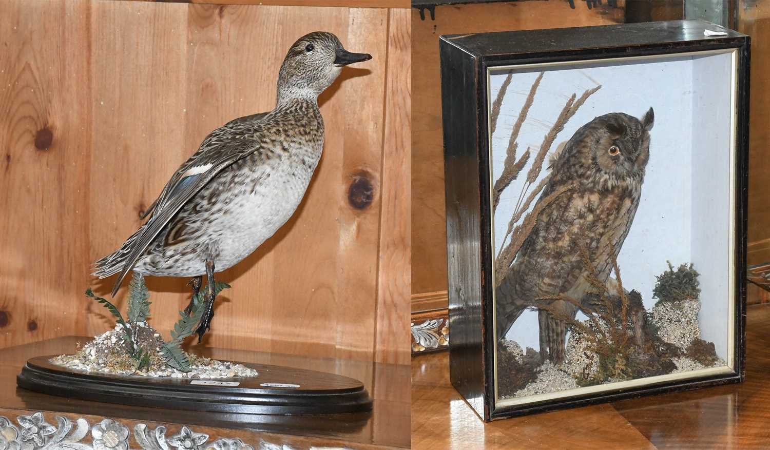 Taxidermy: An Early 20th Century Cased Long-eared Owl (Asio otus), a full mount adult with head