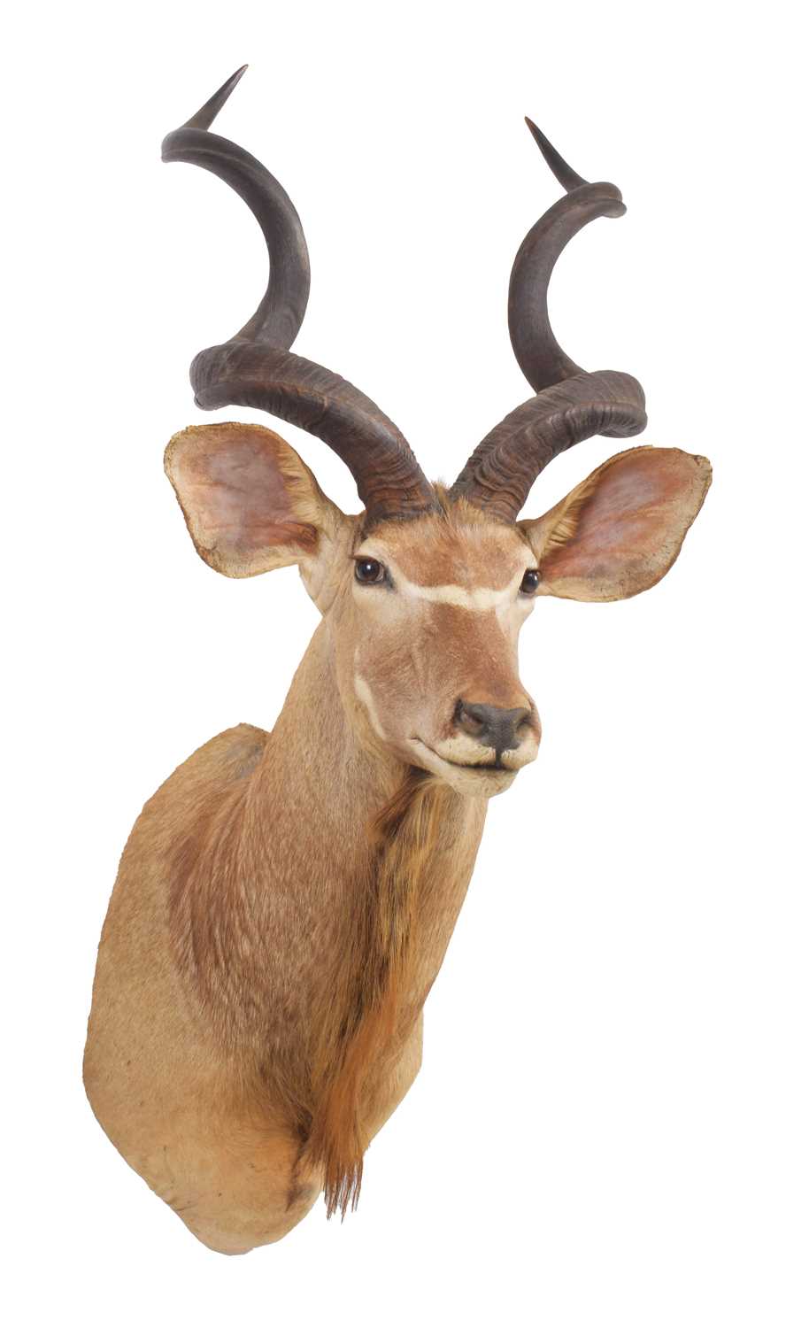 Taxidermy: Cape Greater Kudu (Strepsiceros strepsiceros), circa late 20th century, South Africa, a - Image 3 of 3