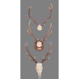 Antlers/Horns: Three Sets of Scottish Deer Antlers, 21st century, a set of small Royal adult stag