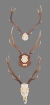 Antlers/Horns: Three Sets of Scottish Deer Antlers, 21st century, a set of small Royal adult stag