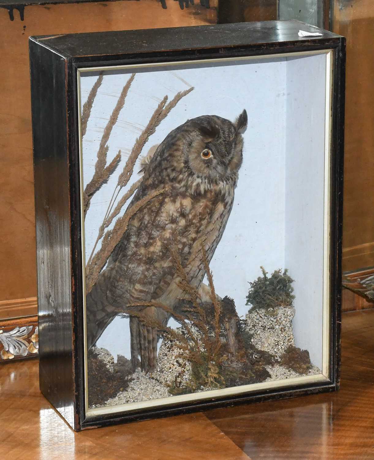 Taxidermy: An Early 20th Century Cased Long-eared Owl (Asio otus), a full mount adult with head - Image 2 of 3