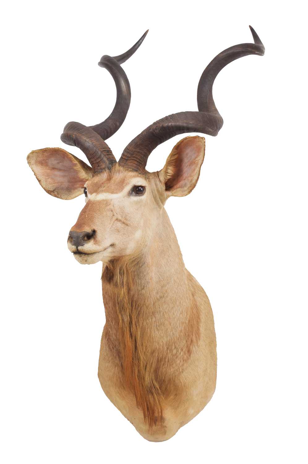 Taxidermy: Cape Greater Kudu (Strepsiceros strepsiceros), circa late 20th century, South Africa, a - Image 2 of 3