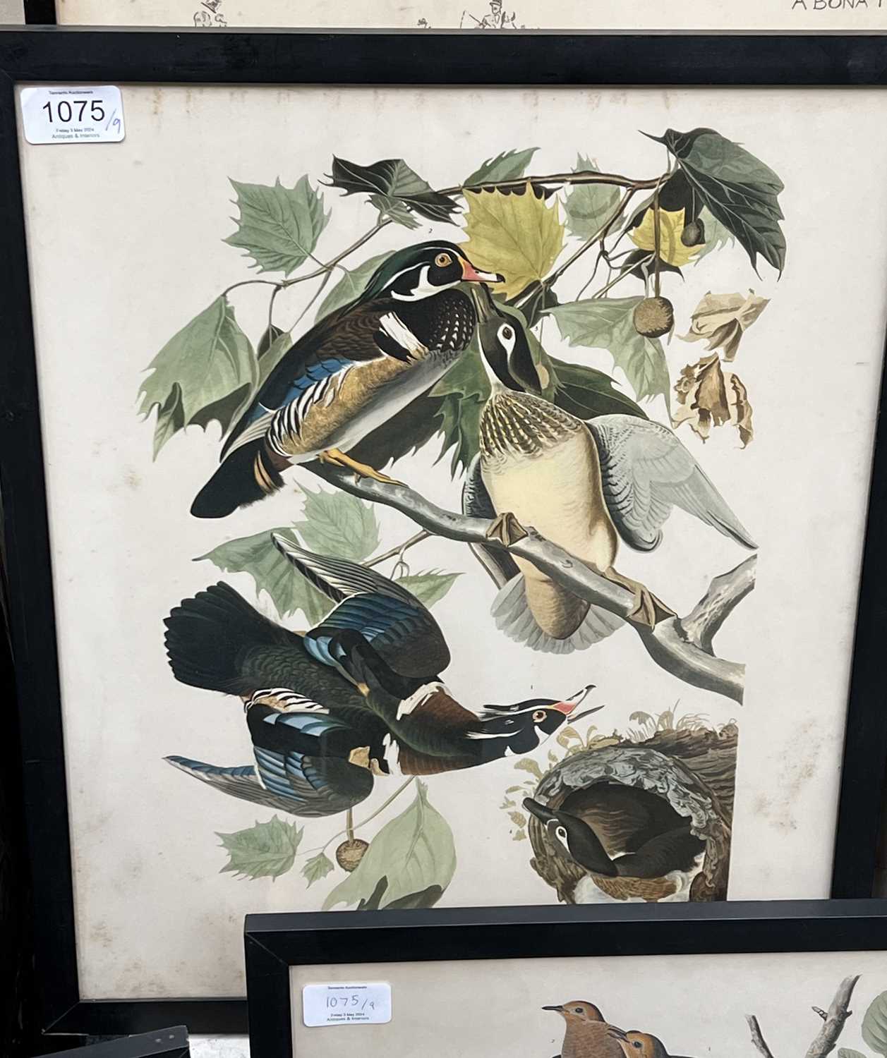 A Set of Nine John James Audubon's "Birds of North America" Decorative Ornithological Prints After - Image 9 of 13