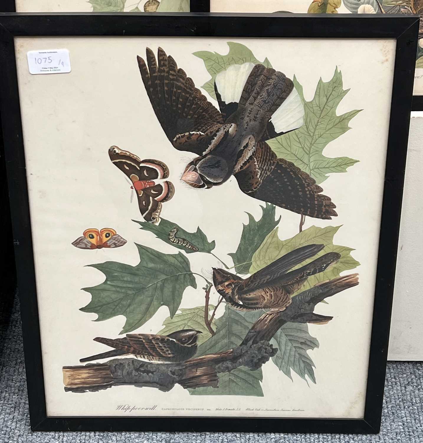 A Set of Nine John James Audubon's "Birds of North America" Decorative Ornithological Prints After - Image 11 of 13