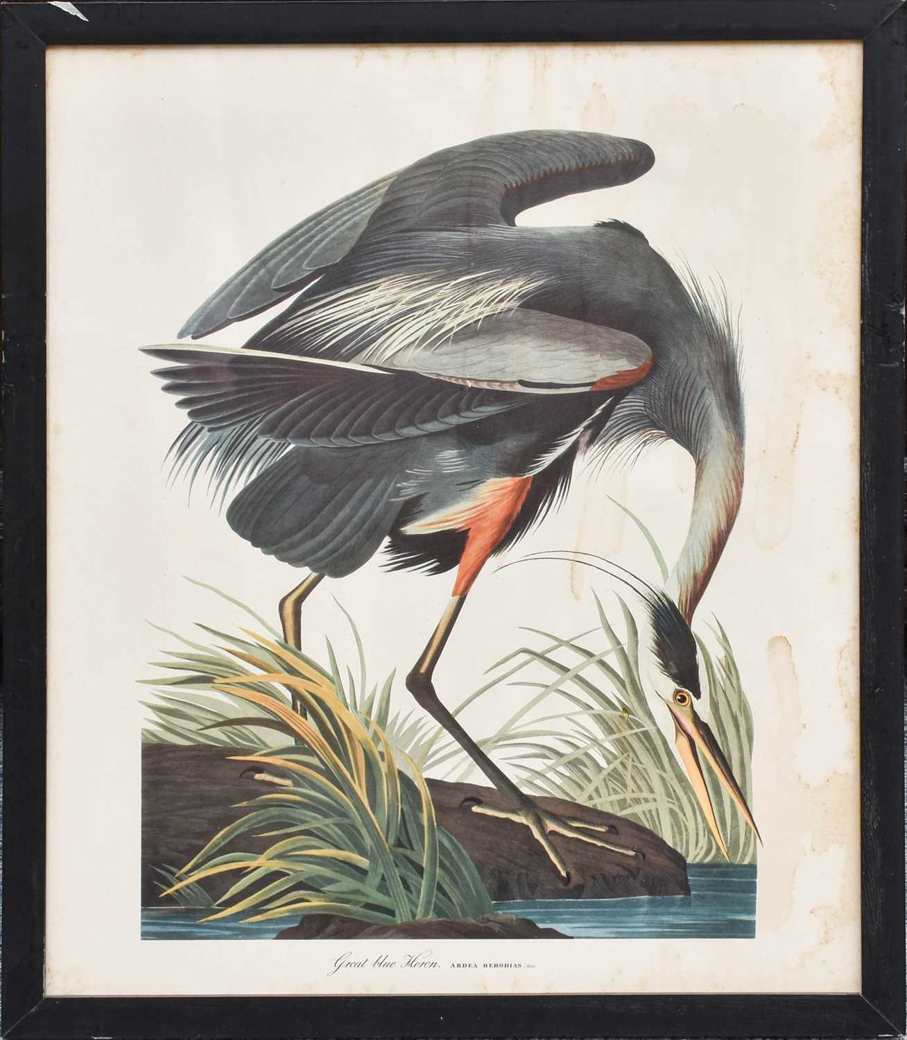 A Set of Nine John James Audubon's "Birds of North America" Decorative Ornithological Prints After - Image 4 of 13