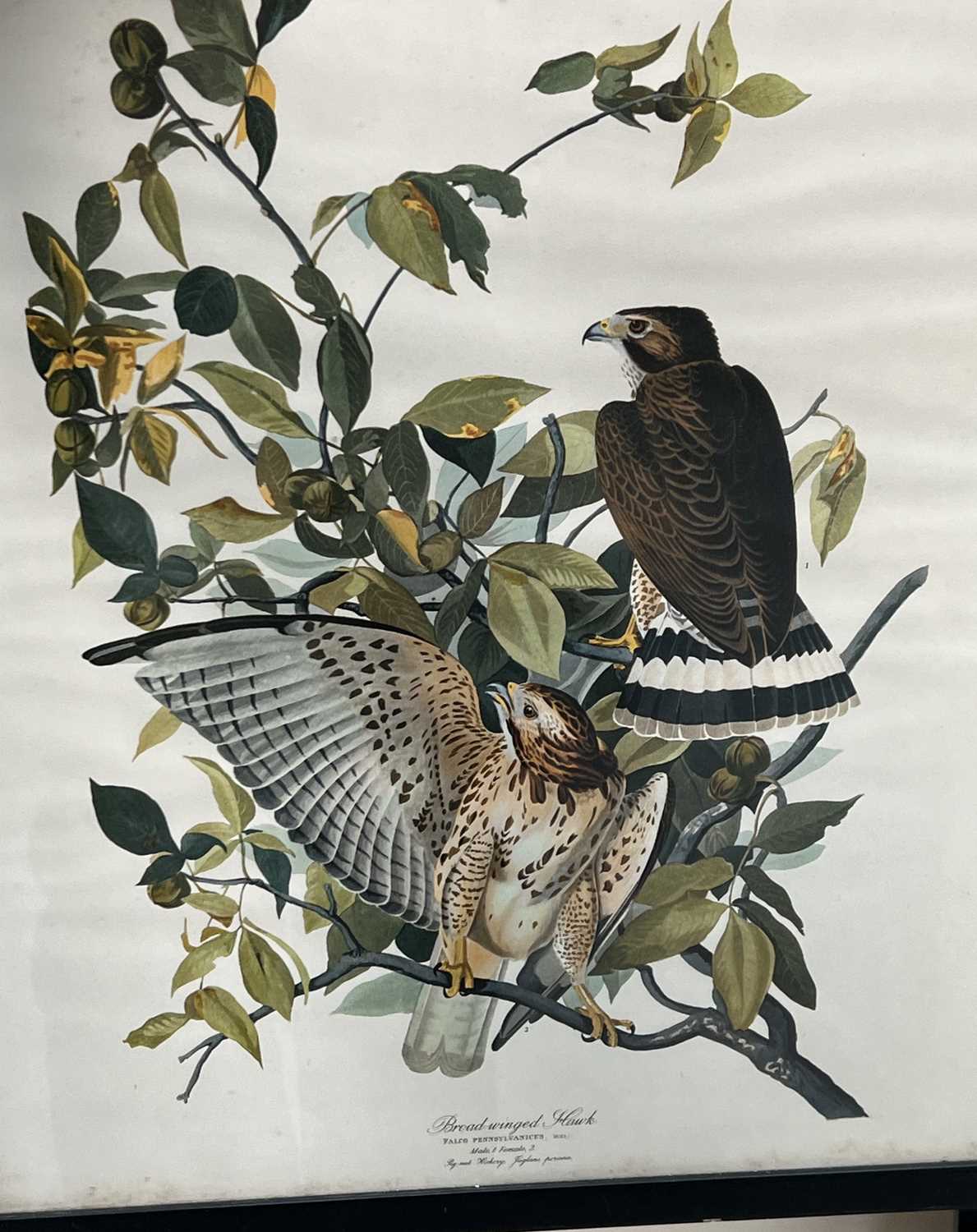 A Set of Nine John James Audubon's "Birds of North America" Decorative Ornithological Prints After - Image 13 of 13