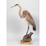 Taxidermy: An American or Great Blue Heron (Ardea herodias), late 20th century, a full mount adult