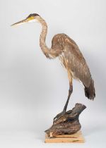 Taxidermy: An American or Great Blue Heron (Ardea herodias), late 20th century, a full mount adult