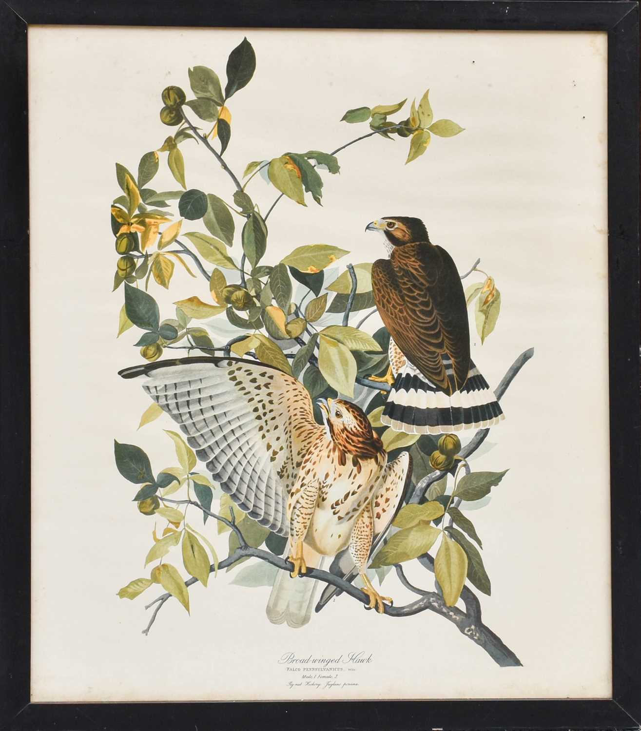 A Set of Nine John James Audubon's "Birds of North America" Decorative Ornithological Prints After - Image 5 of 13