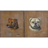 B* Patrick (19th/20th Century) Head study of a bulldog Signed, oil on canvas; together with a