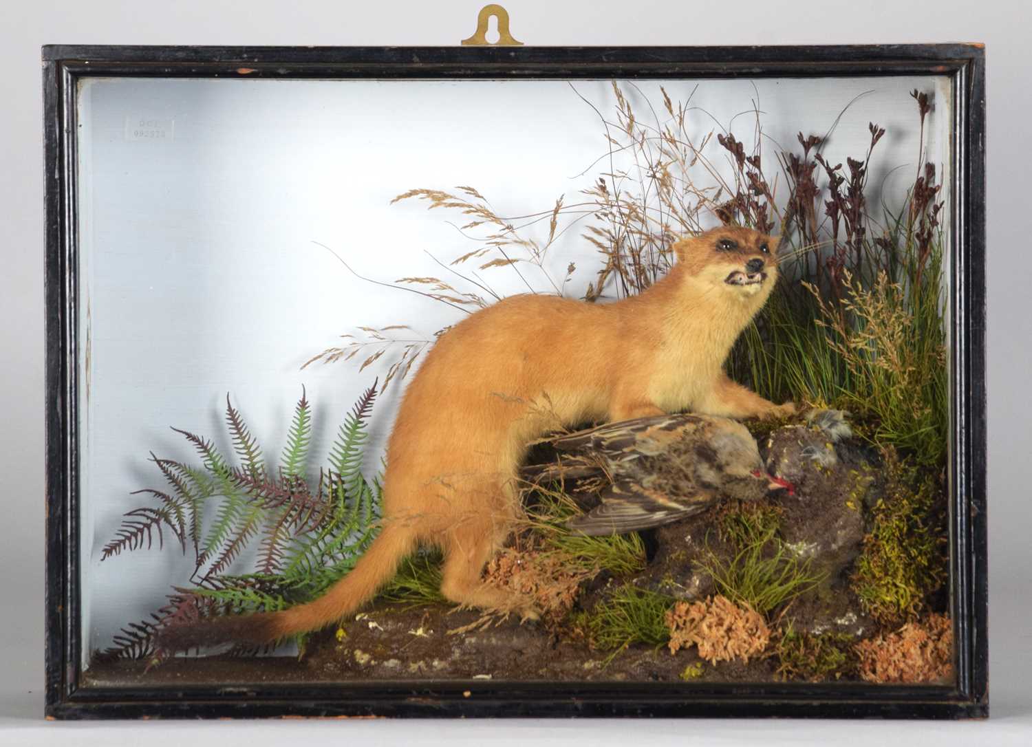 Taxidermy: A Cased European Stoat (Mustela erminea), circa 1845-1920, by E. Allen & Co, Bird