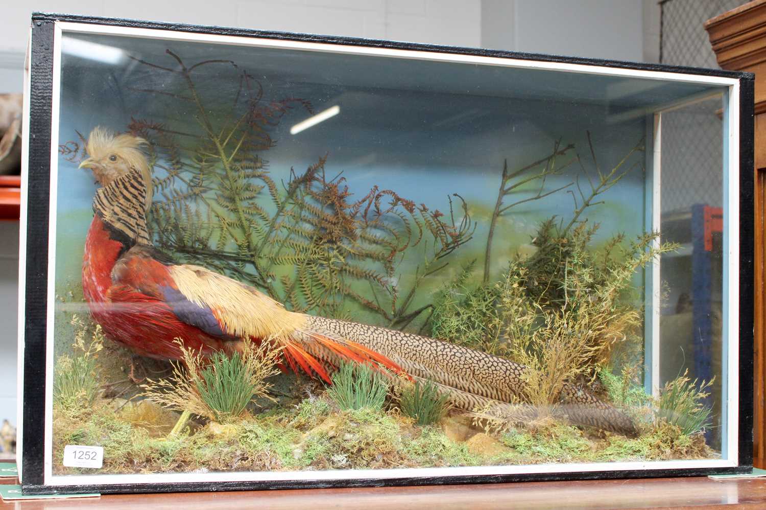 Taxidermy: A Cased Golden Pheasant (Chrysolophus pictus), late 20th century, a full mount adult cock