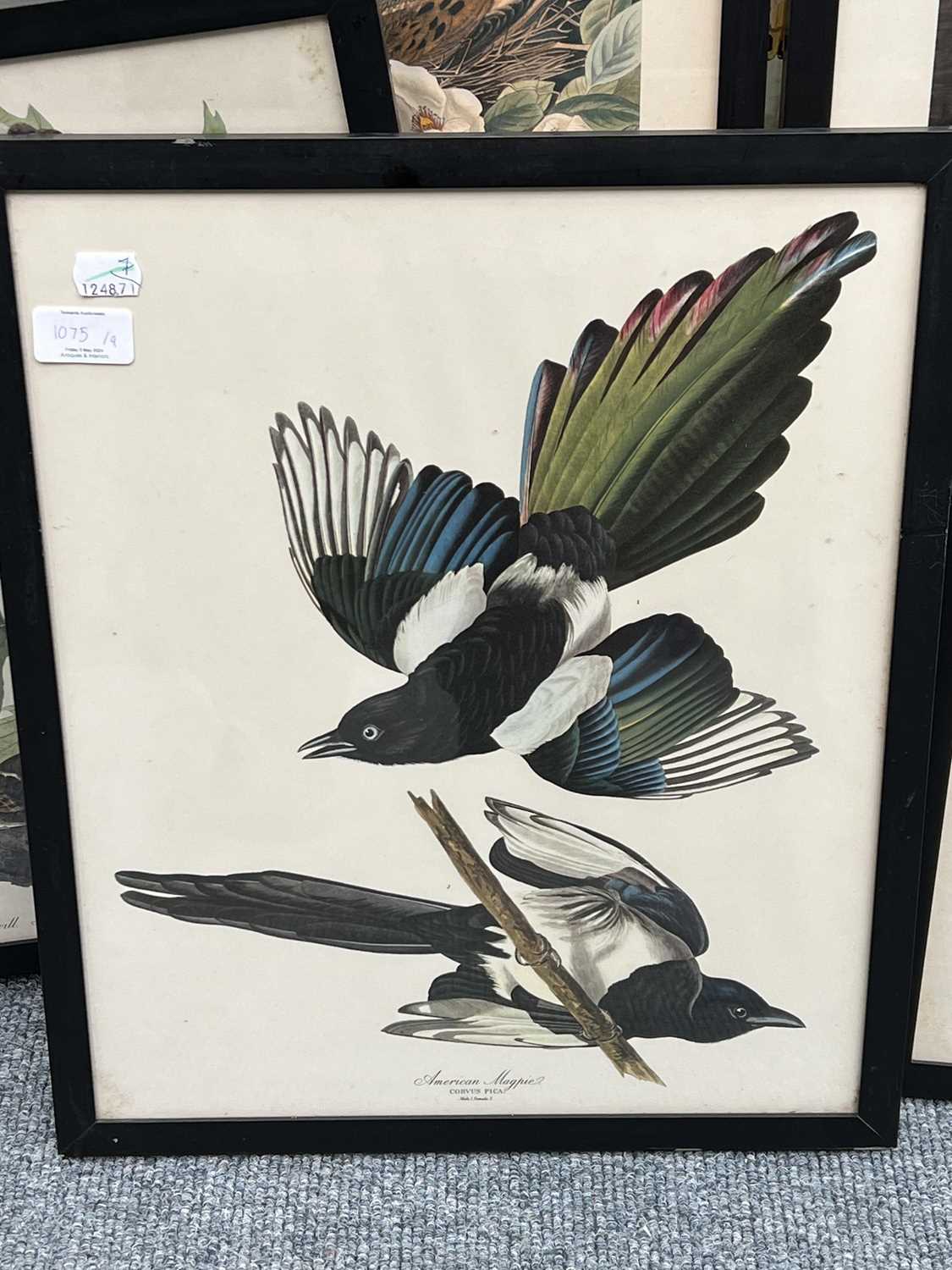 A Set of Nine John James Audubon's "Birds of North America" Decorative Ornithological Prints After - Image 7 of 13