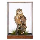 Taxidermy: A Cased Bengal Eagle Owl (Bubo bengalensis), modern, captive bred, a high quality full