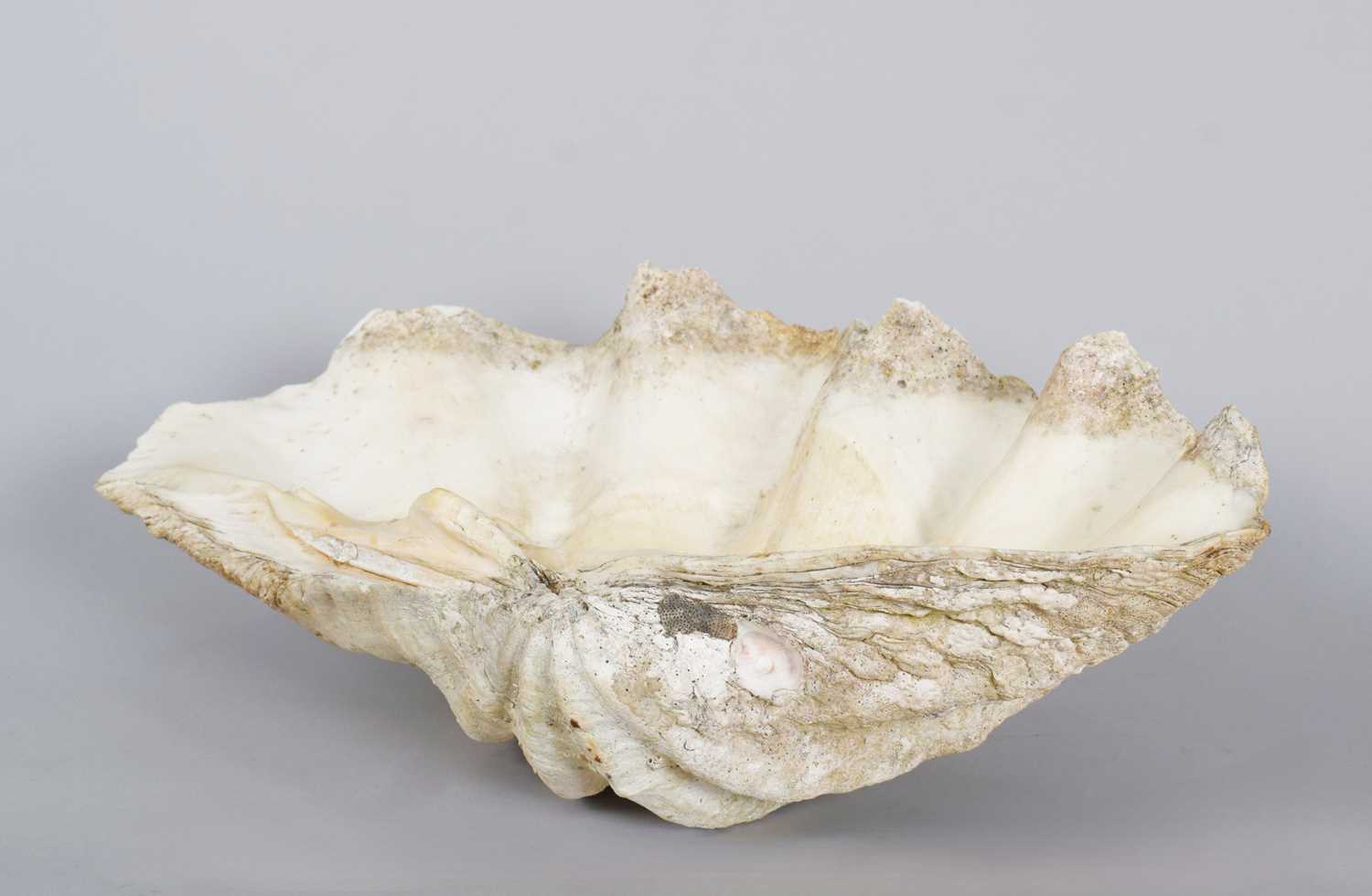 Conchology: Giant Clam Shell (Tridacna gigas), circa early 20th century ...