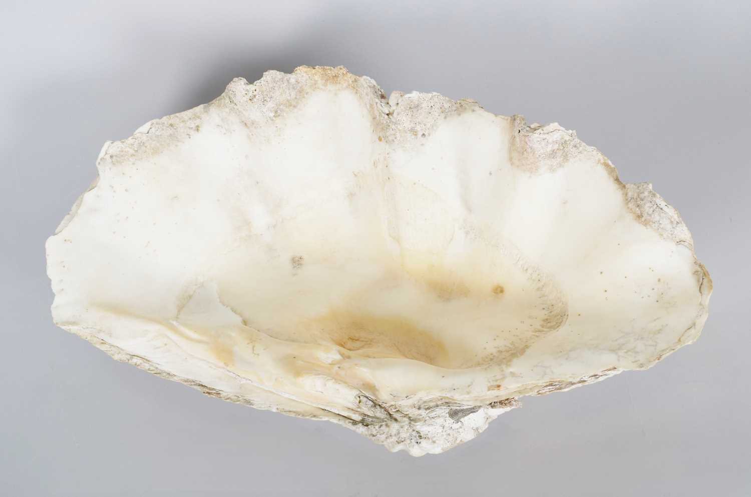 Conchology: Giant Clam Shell (Tridacna gigas), circa early 20th century ...