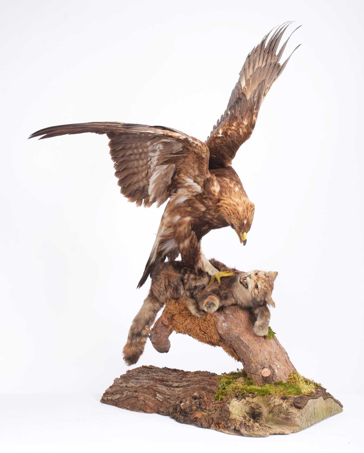 Taxidermy: A Golden Eagle Attacking a Scottish Wildcat (Aquila chrysaetos / Felis silvestris), circa - Image 2 of 6