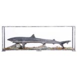 Taxidermy: A Cased Late Victorian Tope or School Shark (Botaurus stellaris), circa 1870-1900, a full