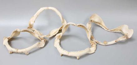 Anatomy: Four Sets of Shark Jaws, modern, average size 23cm by 16cm, (4)