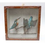 Taxidermy: A Late Victorian Cased Pair of European Kingfishers (Alcedo atthis), a pair of adult full