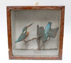 Taxidermy: A Late Victorian Cased Pair of European Kingfishers (Alcedo atthis), a pair of adult full